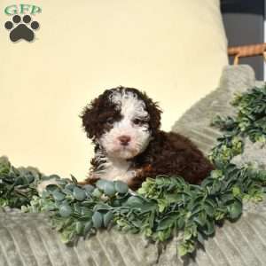 Robin, Mini Bernedoodle Puppy